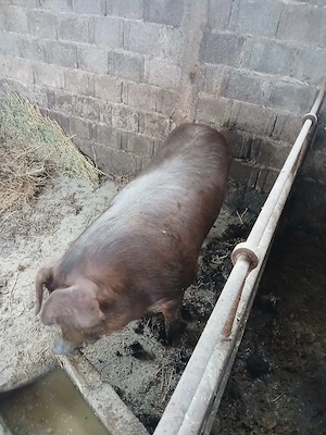 vand porc rasa duroc  130   160 kg - imagine 2