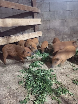 Purcei mangalita  - imagine 3