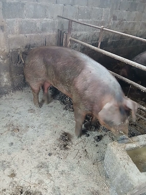 vand porc rasa duroc  130   160 kg - imagine 3