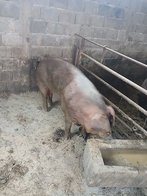 vand porc rasa duroc  130   160 kg