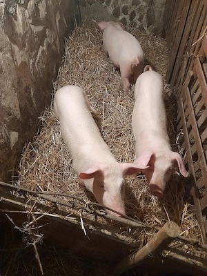 vand grasuni pentru protap  - imagine 2