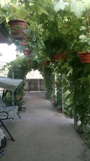 Vând casa Cataloi  - imagine 9