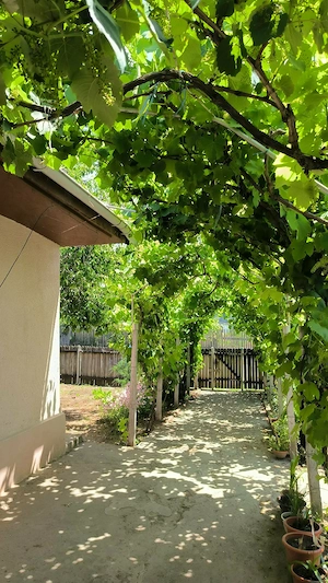 Vând casa Cataloi  - imagine 4