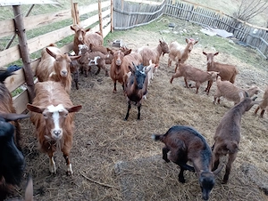 Iezi de vânzare  - imagine 4