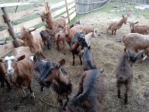 Iezi de vânzare  - imagine 3