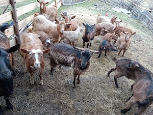 Iezi de vânzare  - imagine 2