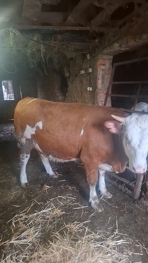 se vinde detalii la nr din anunt 