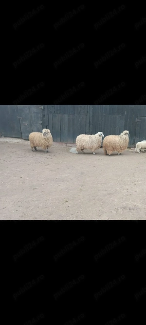 Vând 3 mioare și 2 oi cu miel