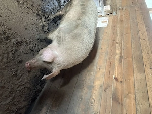 Vând porci - imagine 5