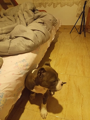 vand femela American Bully xl  blue3 luni