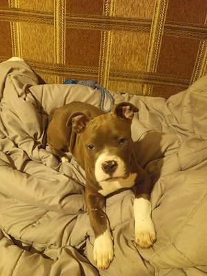 vand femela American Bully xl  blue3 luni - imagine 3