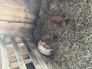 Vând scroafa cu 5 purcei - imagine 2