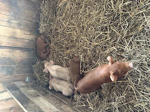 Vând scroafa cu 5 purcei - imagine 3