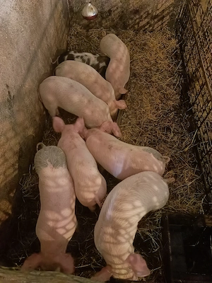 Purcei 7 săptămâni ,arpox 20 de kg  - imagine 3