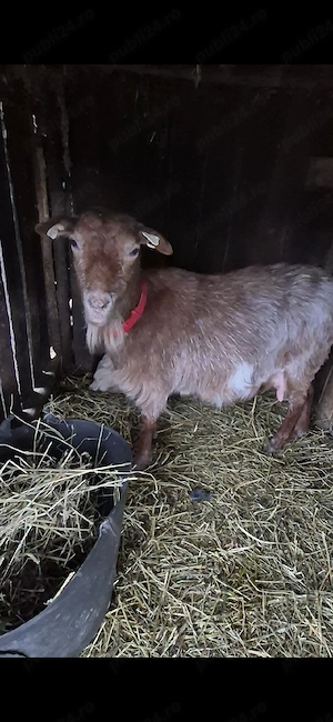 Capră cu ied și ieduță - imagine 3