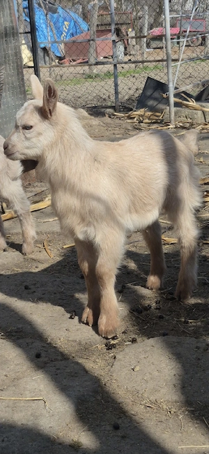 Capră cu ied și ieduță - imagine 4