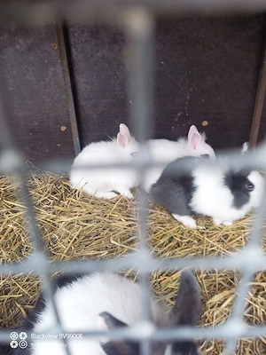 iepuri pitici hotot si cap de leu