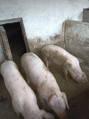 Vând 2 porci rasa landras - imagine 3