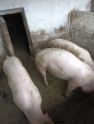 Vând 2 porci rasa landras - imagine 2