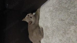 Pisica British shorthair  - imagine 3