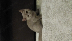 Pisica British shorthair  - imagine 2