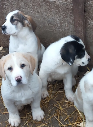 Căței Ciobănesc de Asia Centrală  - imagine 3