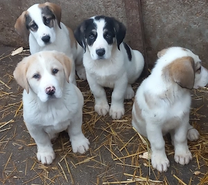 Căței Ciobănesc de Asia Centrală  - imagine 4