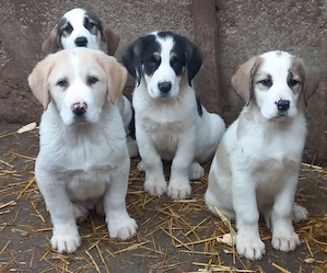 Căței Ciobănesc de Asia Centrală  - imagine 2