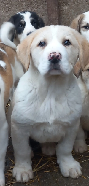 Căței Ciobănesc de Asia Centrală  - imagine 5