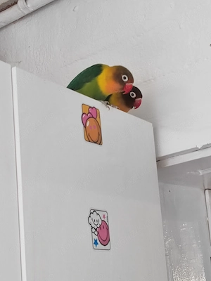 Vand Agapornis  - imagine 2