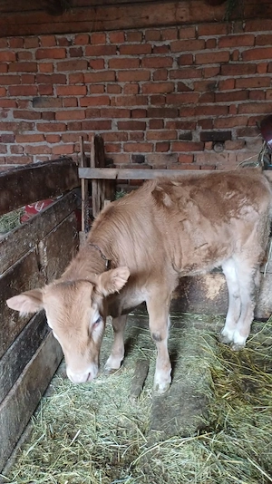 Vand vitea varsta 3.5 luni - imagine 3