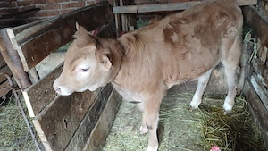 Vand vitea varsta 3.5 luni - imagine 2