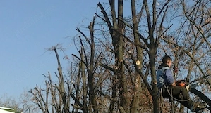 executam servici de curatare o pomilor 