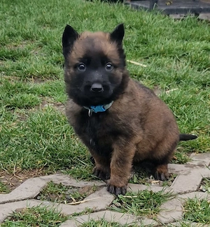 Puiuți belgian malinoais 