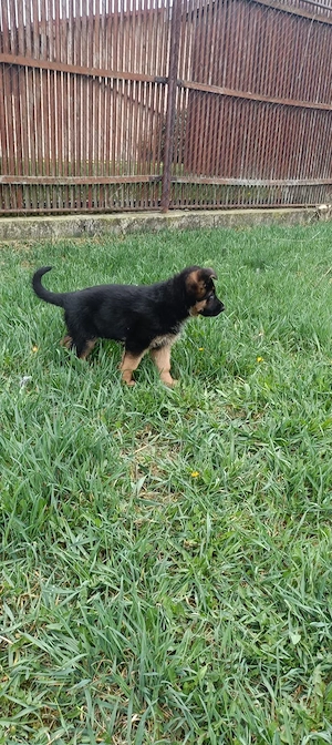  Cățelușă Ciobănesc German - Exemplar deosebit  - imagine 2