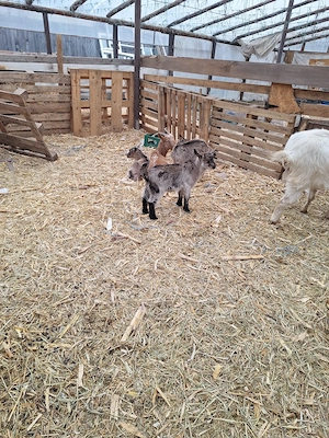 Vând iezi de sacrificat pentru masa de Paște  - imagine 4