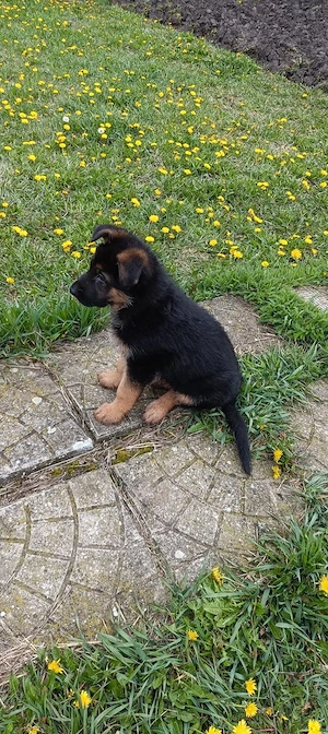  Cățelușă Ciobănesc German - Exemplar deosebit  - imagine 4