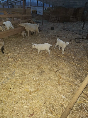 Vând iezi de sacrificat pentru masa de Paște  - imagine 2