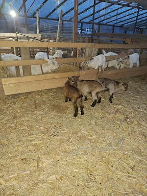 Vând iezi de sacrificat pentru masa de Paște 