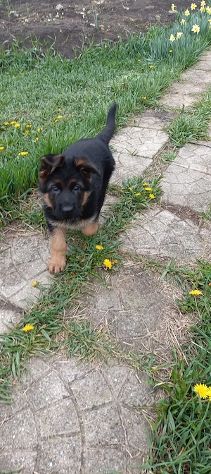  Cățelușă Ciobănesc German - Exemplar deosebit  - imagine 3