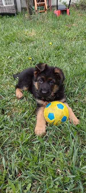  Cățelușă Ciobănesc German - Exemplar deosebit 