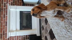 Cocker Spaniel auriu  - imagine 3