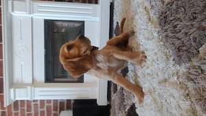 Cocker Spaniel auriu  - imagine 2