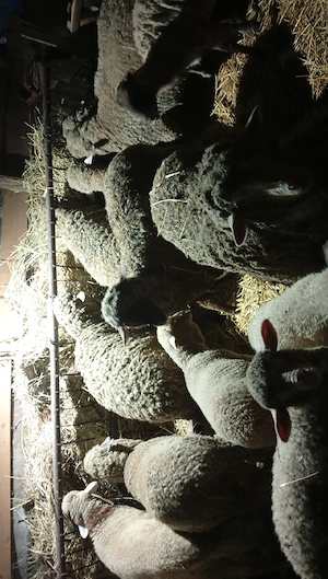 Oi de vânzare  - imagine 3