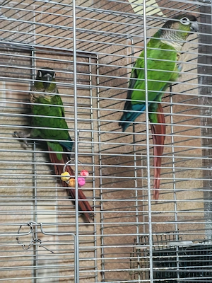 Vând pereche papagali Pyrrhura Molinae adulți   maturi, sănătoși - imagine 4