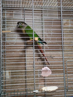 Vând pereche papagali Pyrrhura Molinae adulți   maturi, sănătoși - imagine 5