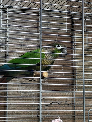 Vând pereche papagali Pyrrhura Molinae adulți   maturi, sănătoși - imagine 2