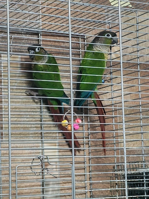 Vând pereche papagali Pyrrhura Molinae adulți   maturi, sănătoși