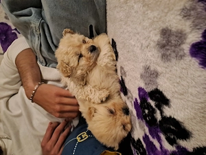 Vând bichon de 2 luni fetița cuminte - imagine 5