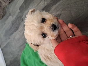 Vand pui de bichon băiatel